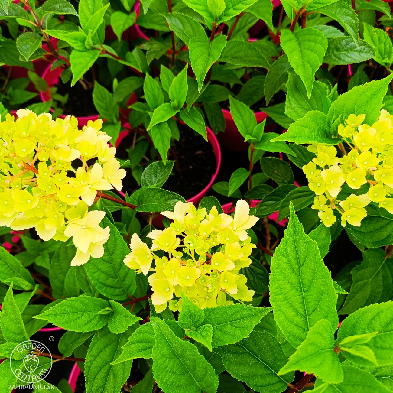 Obrázok Hortenzia metlinatá (Hydrangea paniculata) ´VANILLE FRAISE´® - výška 20-30 cm, kont. C2L